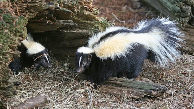 how-to-get-rid-of-skunk-odors