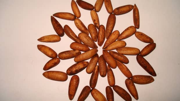 the-nutritional-and-health-benefits-of-pine-nuts