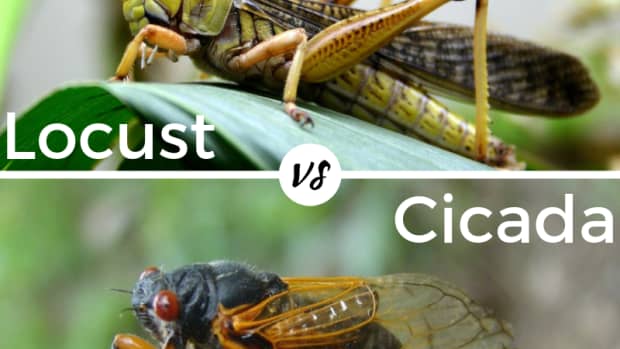 is-there-a-difference-between-a-cicada-and-a-locust