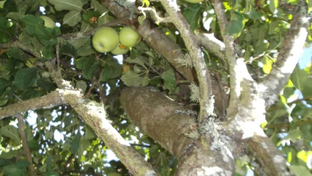 give-new-life-to-old-apple-trees