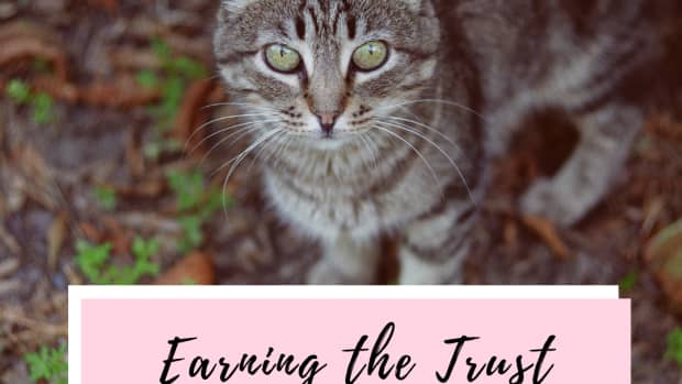 how-to-gain-a-stray-cats-trust