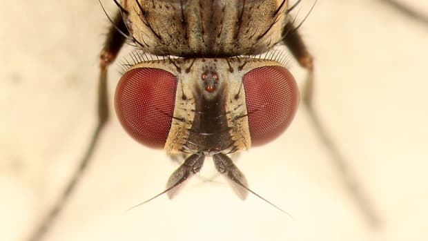 here-comes-summer-and-the-dangerous-house-fly