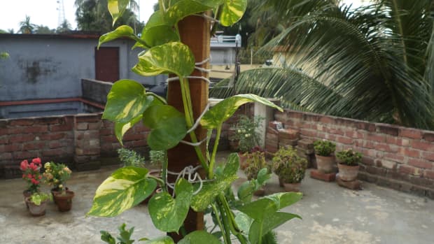 growing-pothos-money-plant-in-a-decorative-way