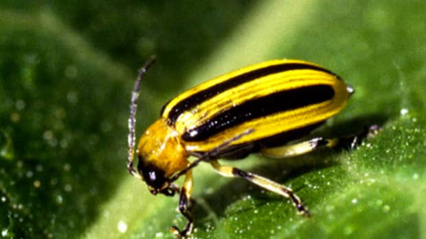 controlling-cucumber-beetles-organically