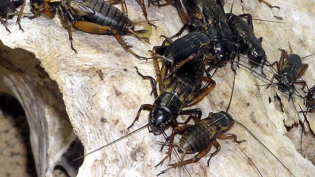 how-to-get-rid-of-crickets-inside-your-home
