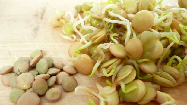 how-to-sprout-lentils