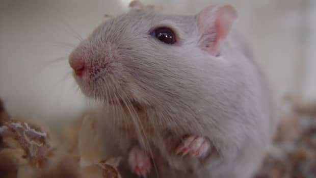 how-to-get-your-parents-to-allow-you-to-have-a-pet-gerbil