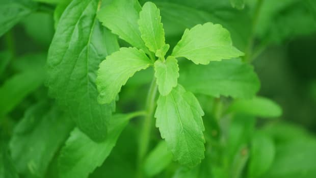 sweet-secrets-of-stevia-tips-for-growing-and-harvesting