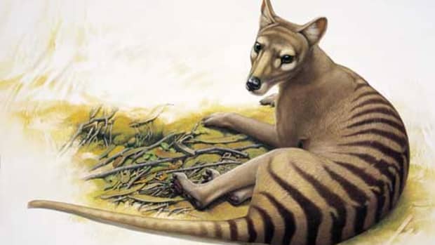 extinct-animals-you-might-see-alive-someday-soon