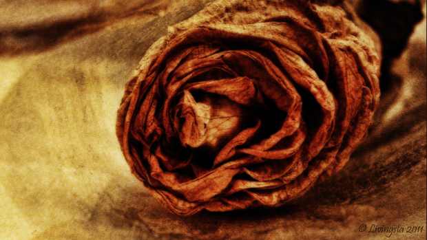 花卉工艺品 毡磁铁 Beplay体育