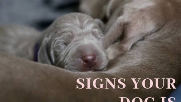 dog-breeding-how-long-is-canine-gestation-the-signs-and-stages-of-pregnancy-in-dogs
