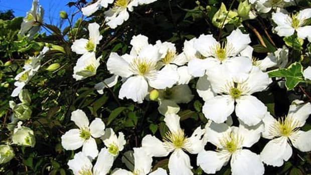 how-to-grow-and-care-for-clematis