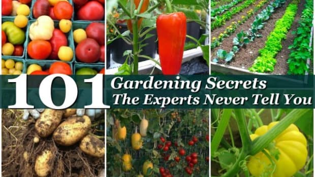 101-gardening-secrets-the-experts-never-tell-you