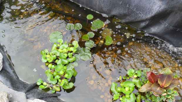 Building and Maintaining Ponds & Fountains - Dengarden - Home and Garden