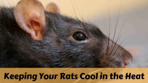 how-to-keep-your-pet-rats-cool-during-summer