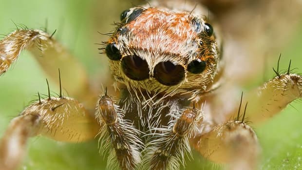 facts-about-spiders