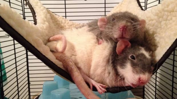 top-10-reasons-to-have-rats-as-a-pet