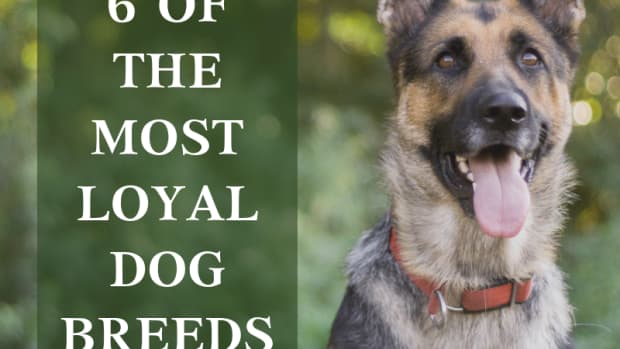 Stories About the Most Faithful Dogs - PetHelpful