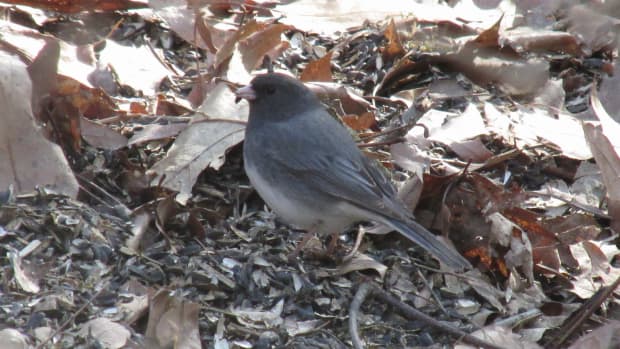 the-juncos-i-have-come-to-know