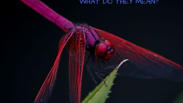 dragonfly-facts-symbols-meaning-photos