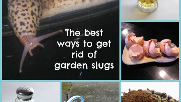 how-to-get-rid-of-slugs-in-the-garden