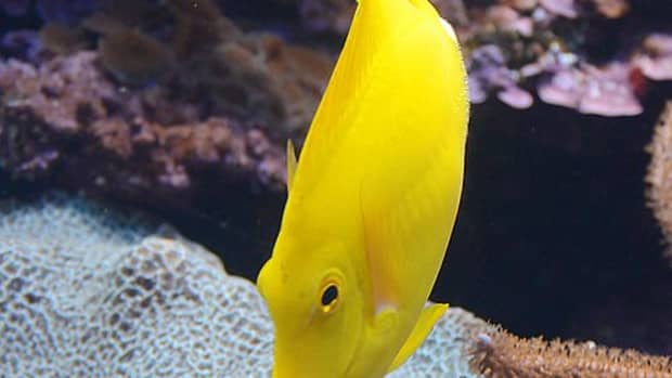 yellow-coloured-fish