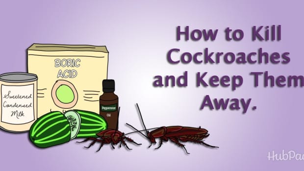 kill-cockroach-eggs