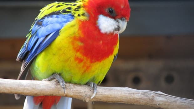 10-colourful-birds