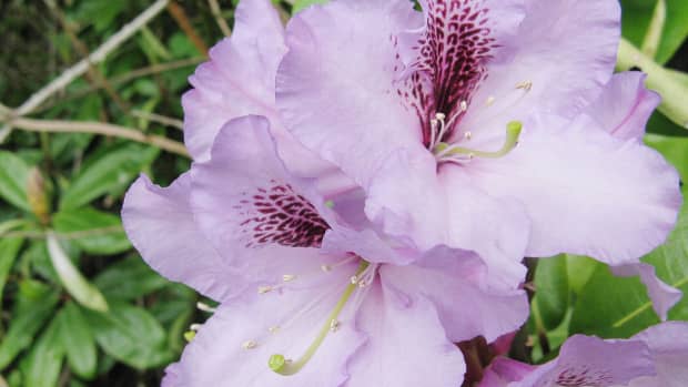 rhododendrons-photos-facts-and-care-tips