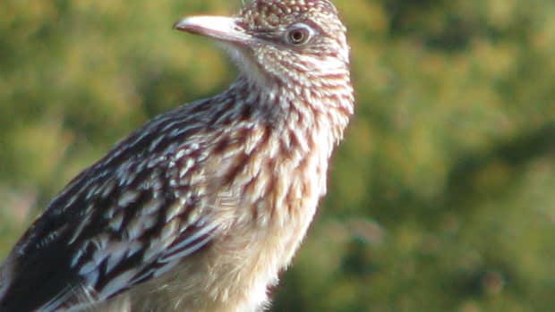 real-roadrunner-video-and-facts-for-kids