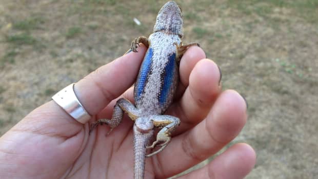 how-to-catch-a-blue-belly-lizard