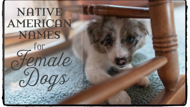 cool-native-american-names-for-female-dogs