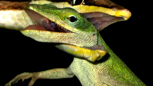 My Expert's Guide to Snakebite article will adequately prepare you, both mentally and physically, for dealing with snakebite so that you don't feel like this Green Anole: hopelessly trapped in the jaws of a Brown Vine Snake, waiting for death's embrace.