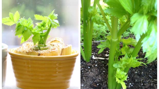 how-to-grow-celery-from-a-stalk