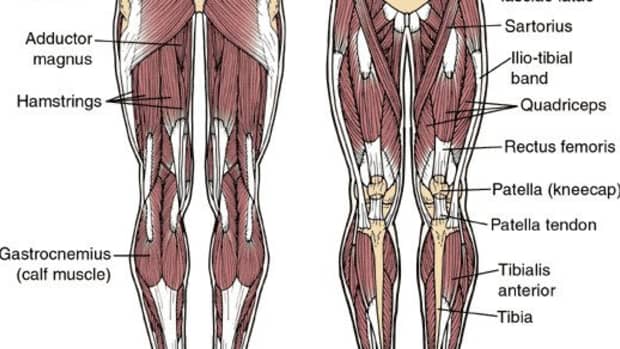 developing-muscular-thighs
