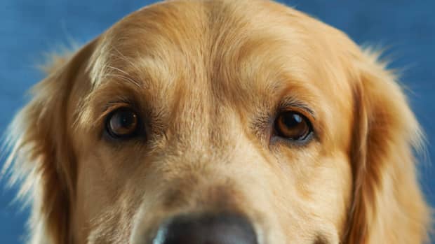 a-dogs-nose-the-different-smells-a-canine-can-detect
