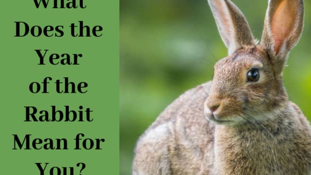 rabbit-year