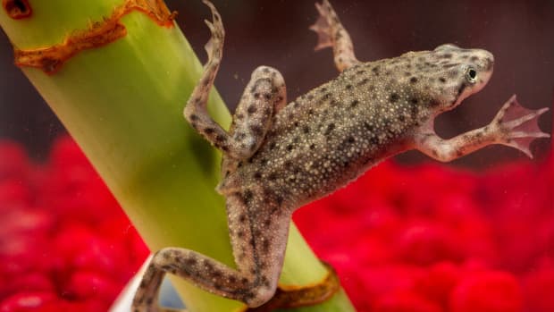 signs-that-your-african-dwarf-frog-is-dying