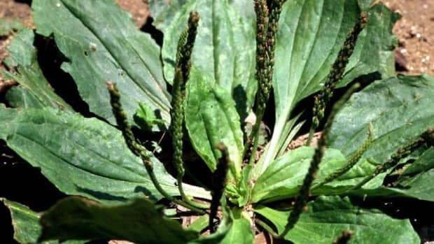 plantain-one-of-my-top-ten-herbs-for-staying-healthy