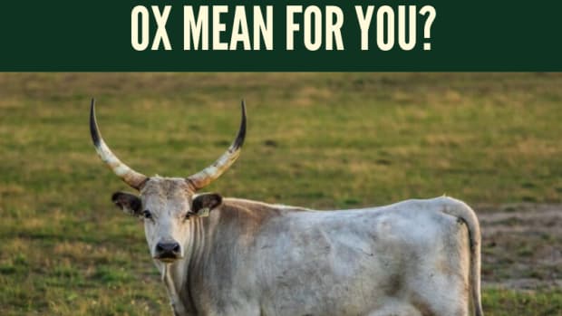 year-of-the-ox