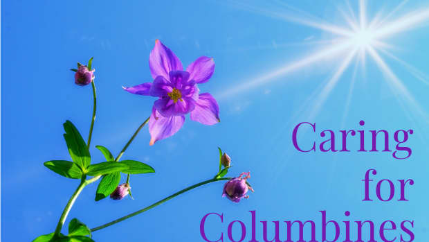 columbine-growing-facts