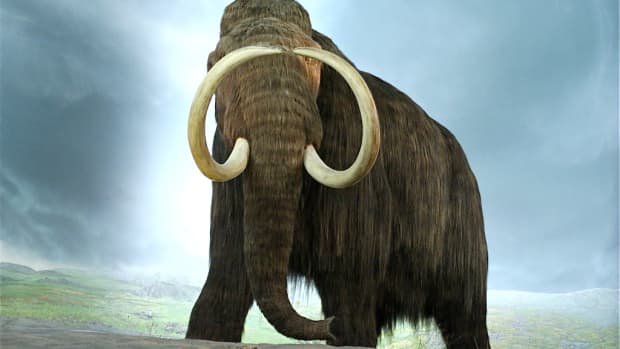 bringing-back-extinct-animals-research-benefits-and-disadvantages
