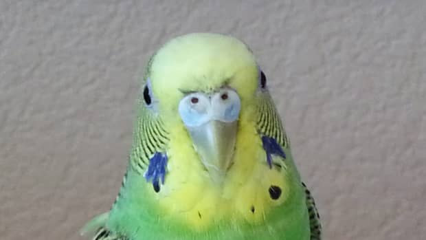 what-to-do-if-you-cut-your-parakeets-nails-too-short