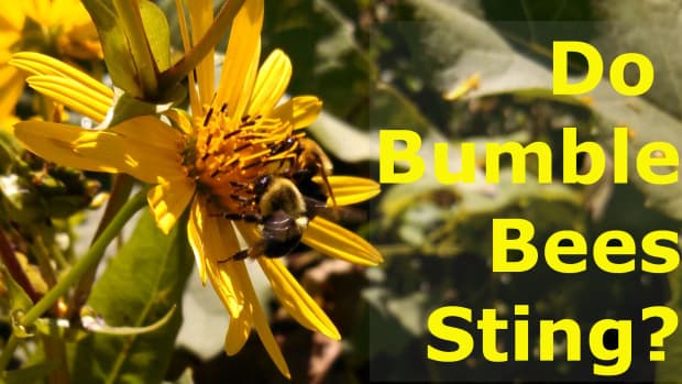 bumblebee-sting-how-much-does-it-hurt