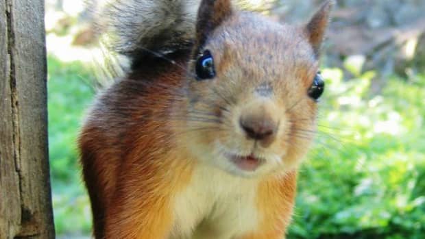 how-to-live-your-best-life-lessons-learned-from-squirrels