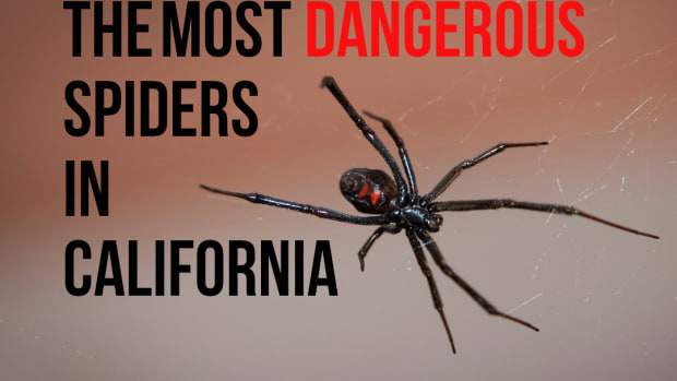 the-most-poisonous-spider-in-california