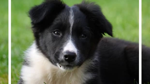 selecting-and-training-a-border-collie-puppy