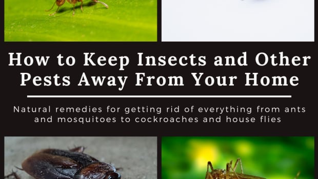 How to Kill House Centipedes - Dengarden