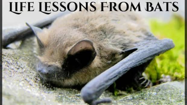 lessons-learned-from-bats-how-to-live-your-best-life