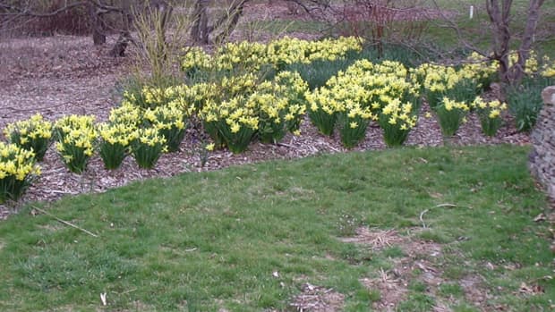 Is It Too Late To Plant Spring Bulbs? - Dengarden